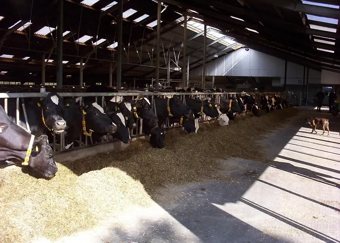 De Pastorij, Heerlijke Rustgevende Plek Tussen De Koeien!